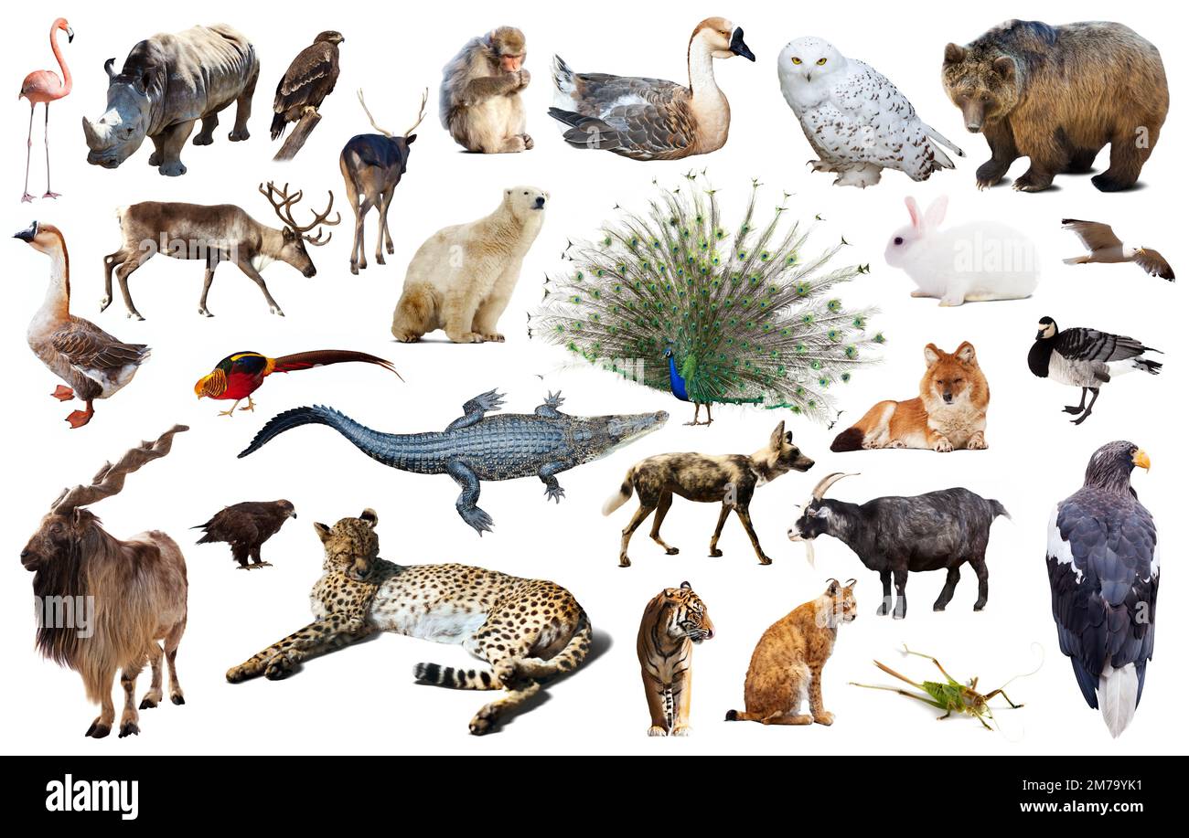 asia animals isolated Stock Photo Alamy