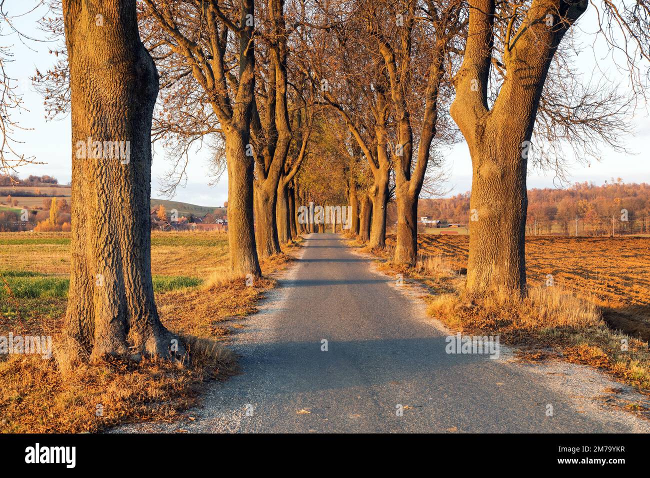 autumn linden tree alley, evening autumnal view of alley of road and lime trees Stock Photo