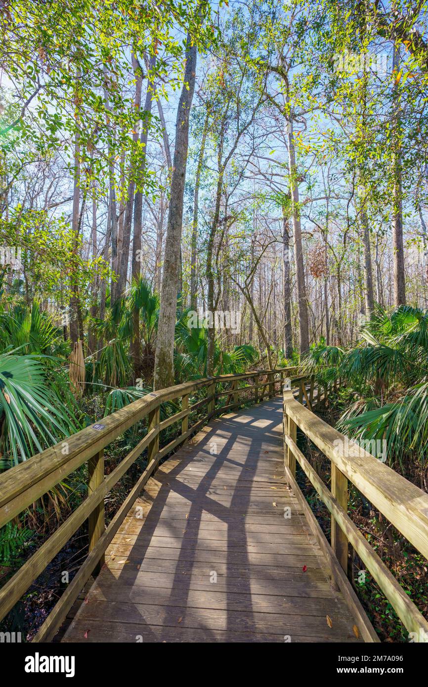 Nature scene at Highlands Hammock State Park Sebring Florida USA Stock
