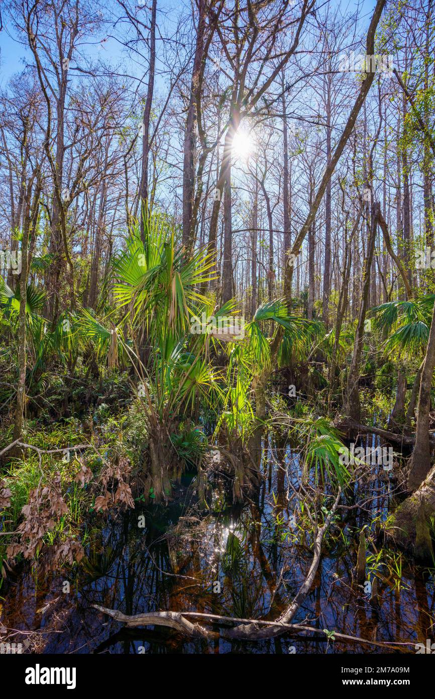 Highlands hammock state park florida hires stock photography and