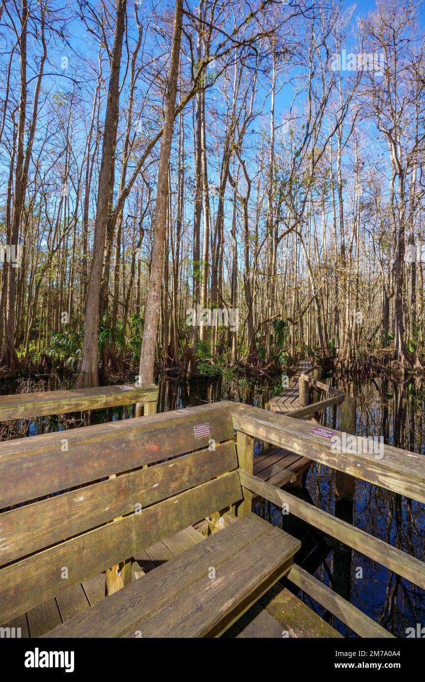 Nature scene at Highlands Hammock State Park Sebring Florida USA Stock