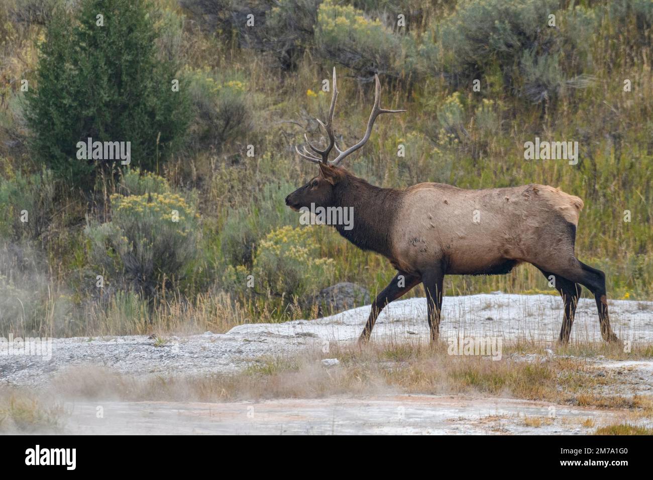 North America, American, USA, Rocky Mountains, West, Yellowstone  National Park, UNESCO, World Heritage, Mammoth Hot Springs, Bull elk Stock Photo