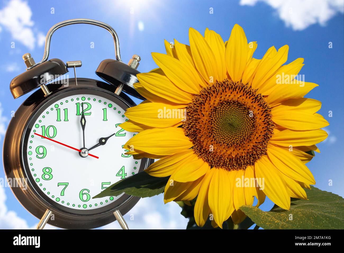 Symbol image of the time changeover to summer time time: Close-up of an alarm clock and a sunflower against a blue sky Stock Photo