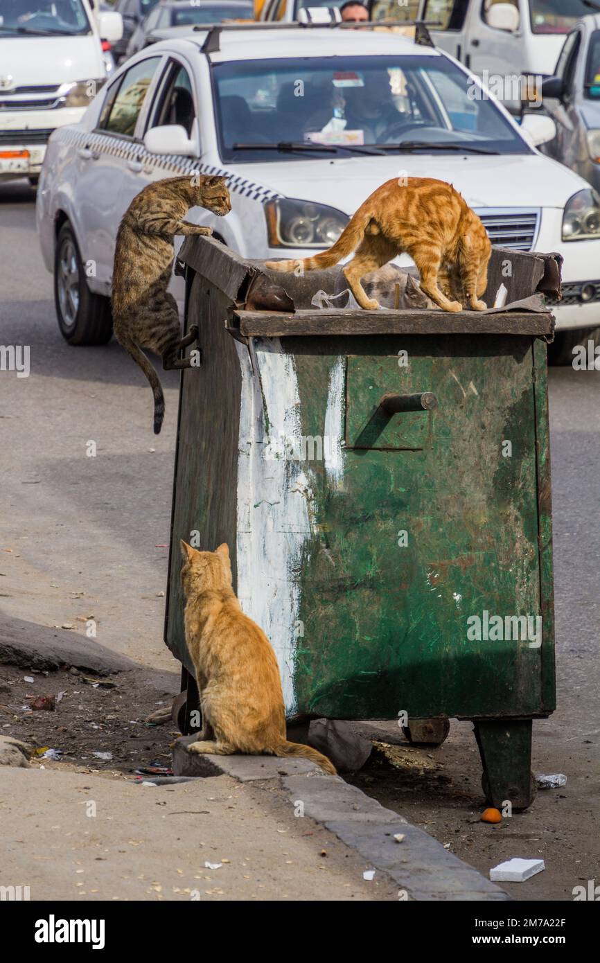 Stray cats eating from a rubbish bin in Cairo, Egypt Stock Photo Alamy