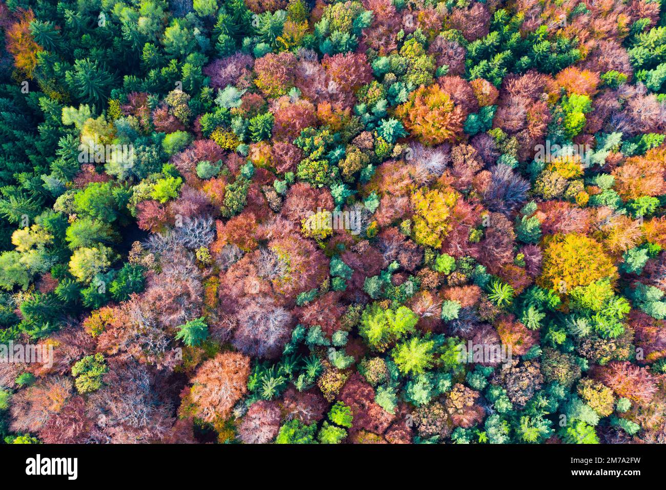 View from the heights of the colorful autumn forest Stock Photo - Alamy