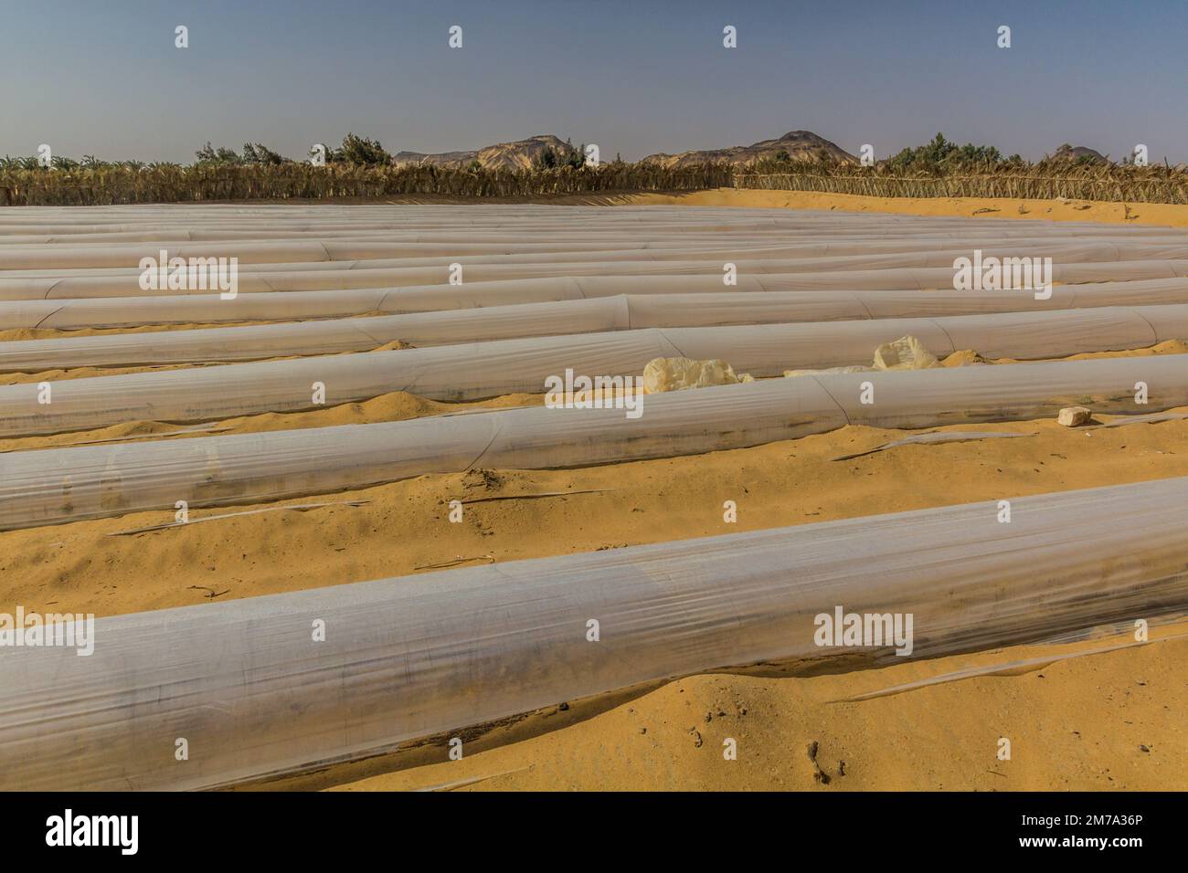 Small plastic tunnel greenhouses in Al Hayz village, Egypt Stock Photo