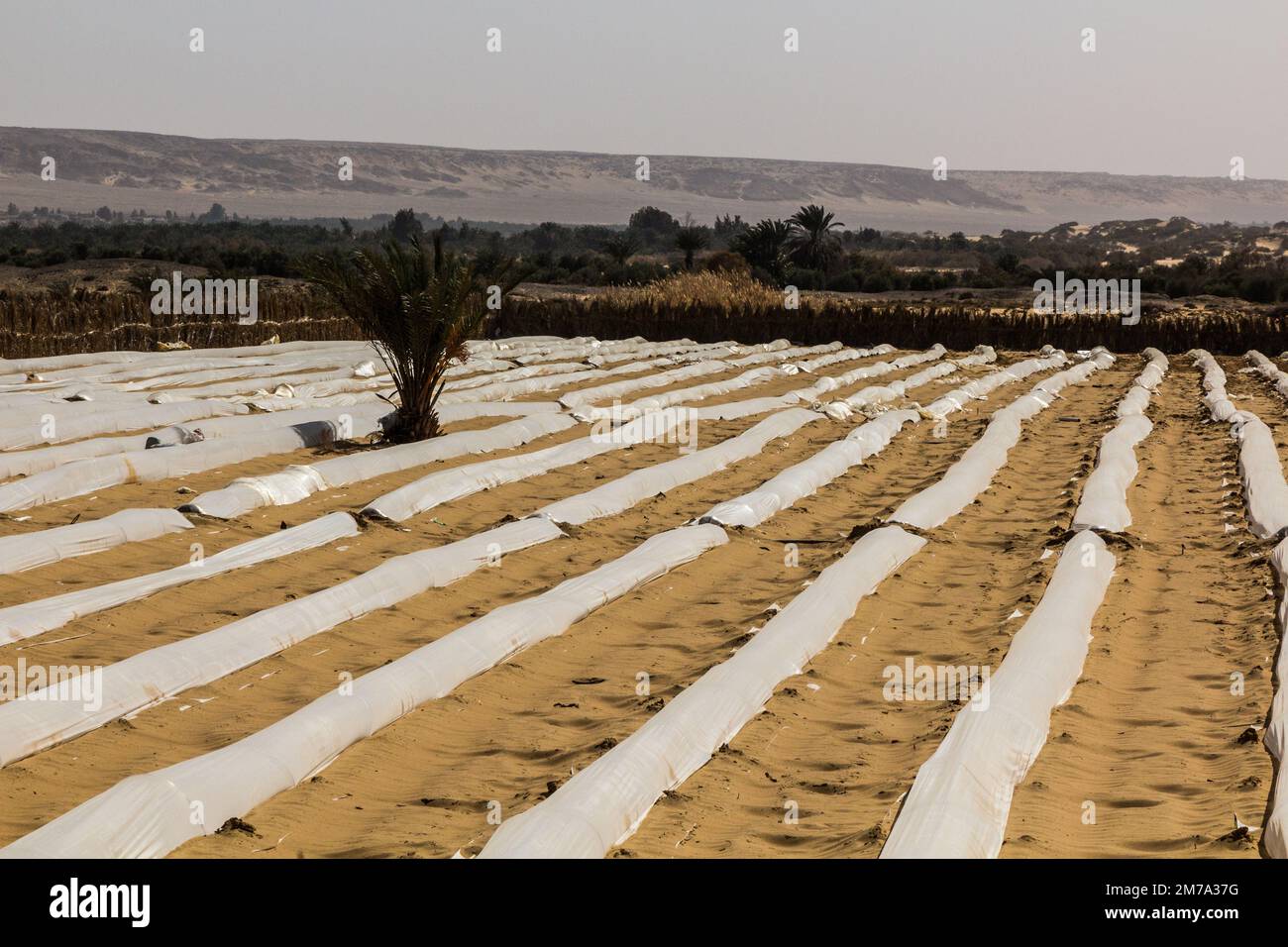 Small plastic tunnel greenhouses in Al Hayz village, Egypt Stock Photo