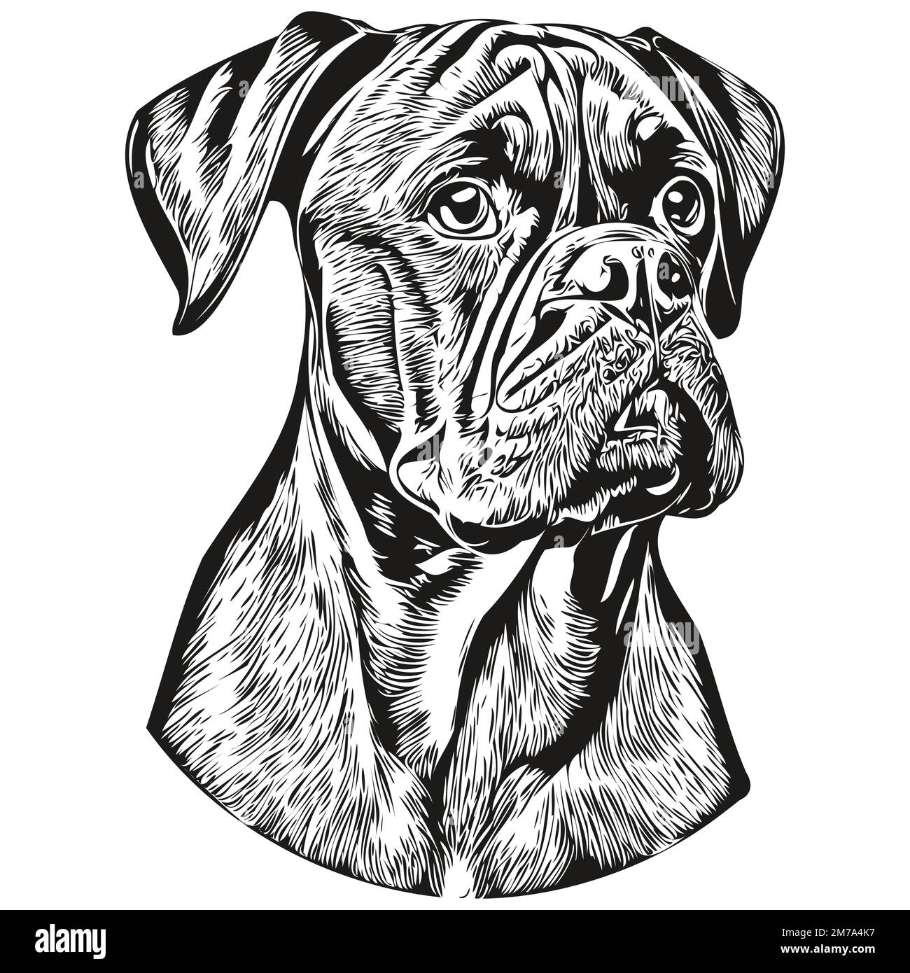 Boxer dog cartoon illustration Stock Vector Images - Alamy