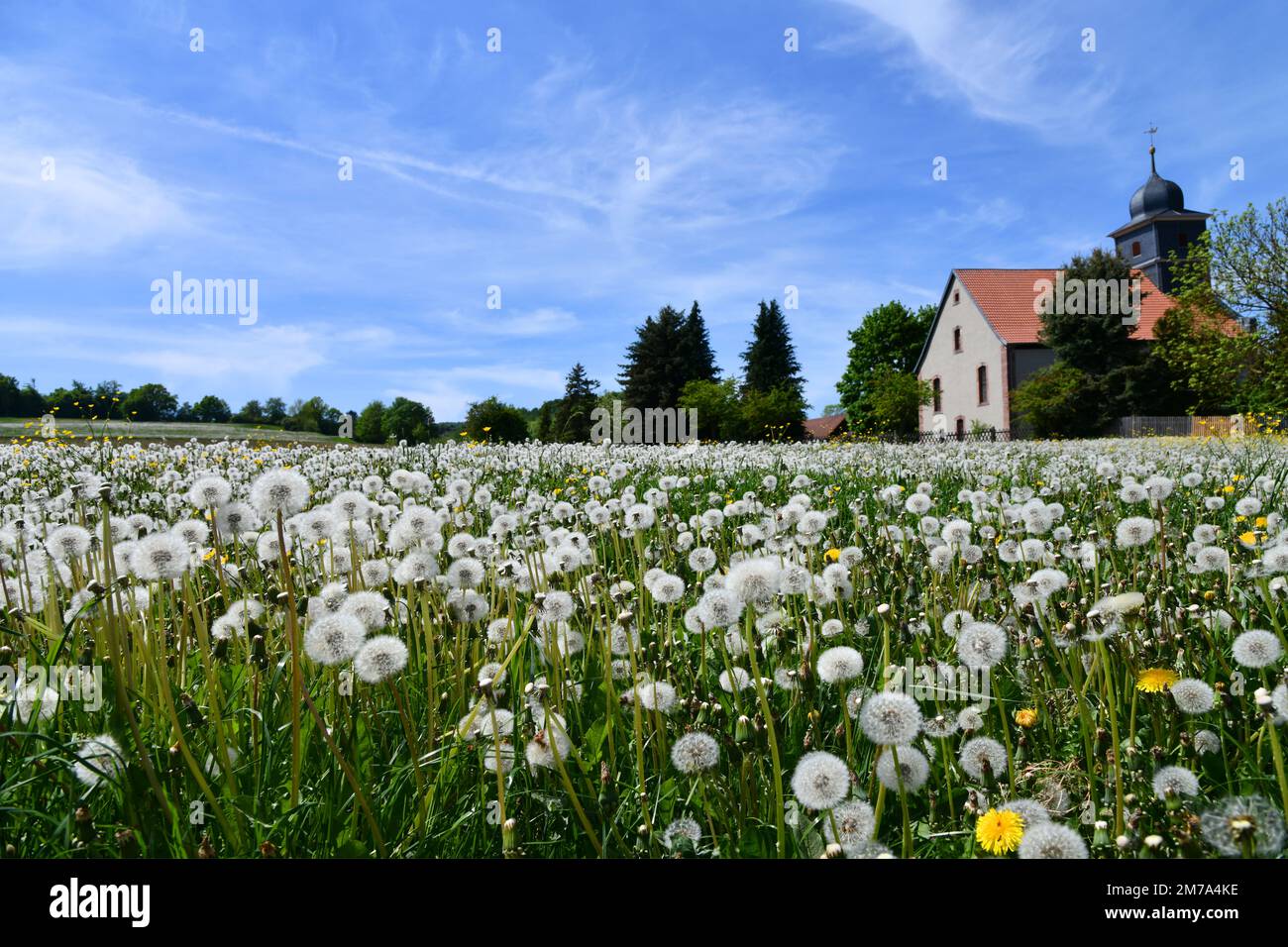 countless dandelions on a meadow Stock Photo