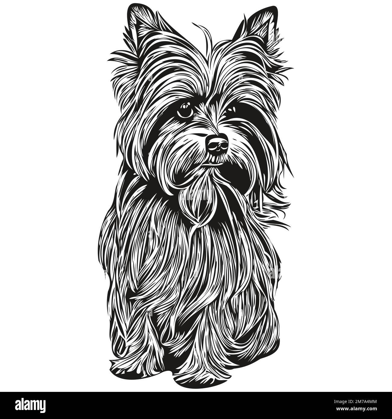 Yorkshire Terrier dog hand drawn illustration, black and white vector