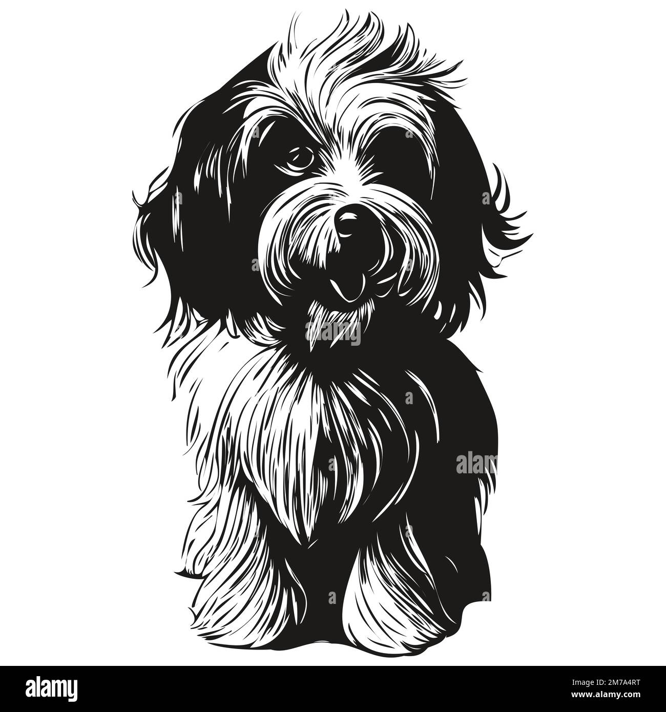 Havanese dog hand drawn line art vector drawing black and white