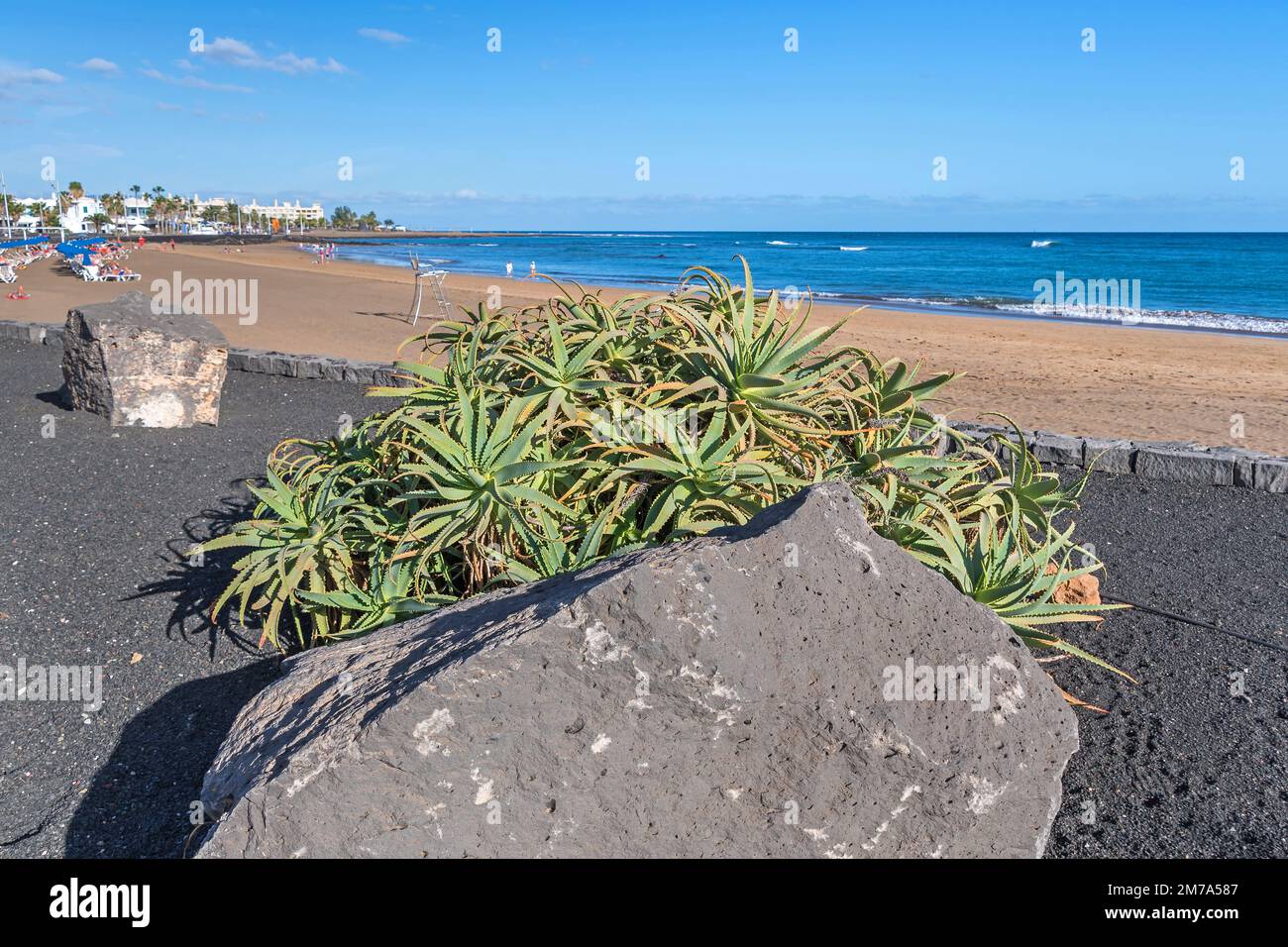Puerto del Carmen, Spain - November 28, 2022: Huge Aloe vera plant  cultivated on the island Lanzarote at the public beach and boardwalk Playa  de los P Stock Photo - Alamy