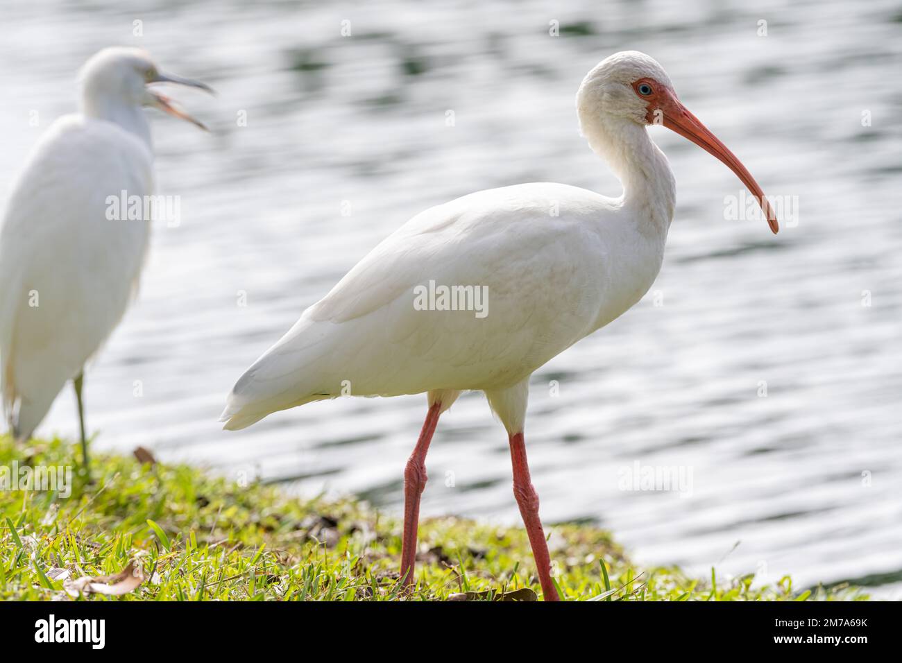 American white ibis (right) and snowy egret (left) at Bird Island Park in Ponte Vedra Beach, Florida. (USA) Stock Photo