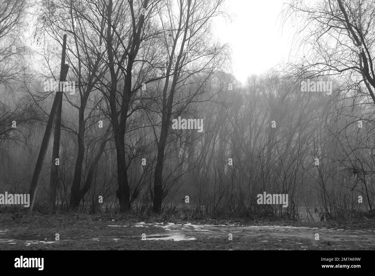 Black metal forest, foggy dark spooky forest, dark horror atmosphere Stock Photo