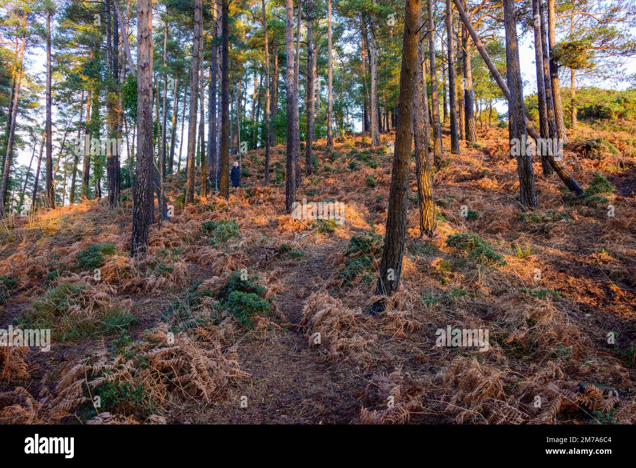 Woman standing among trees at a distance looking small and lost Stock