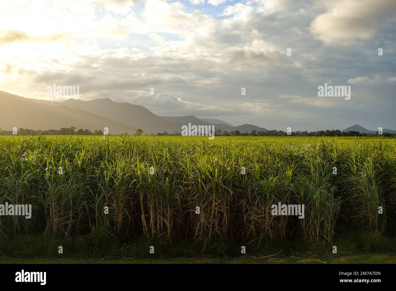 Sugar cane fields at golden hour, with the sun setting over hills in
