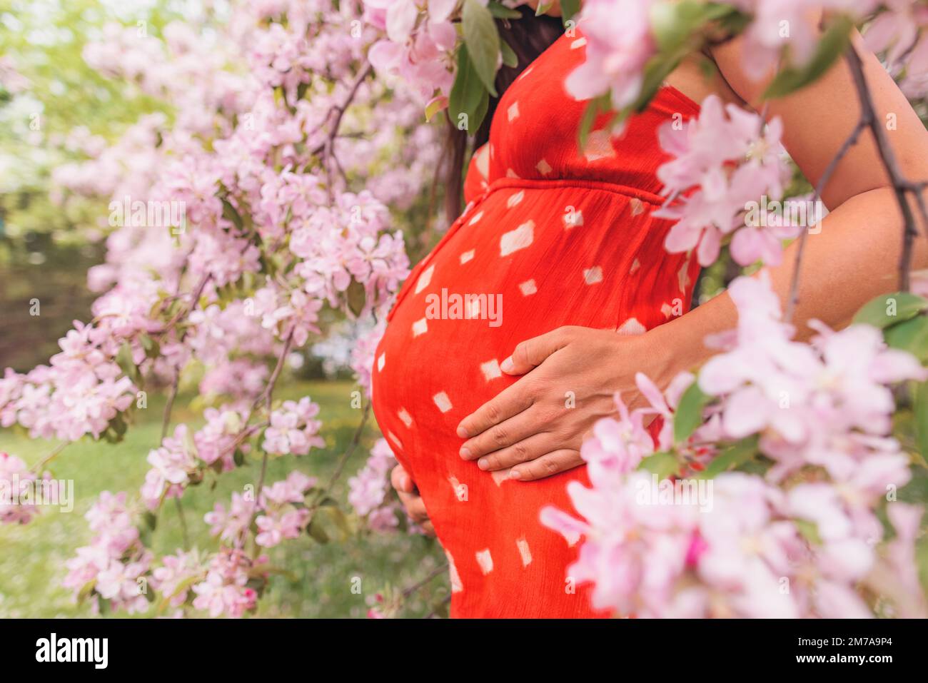 Pregnancy. Pregnant woman portrait in cherry blossom trees pink spring flowers. New season and new life concept. Woman in third trimester expecting Stock Photo