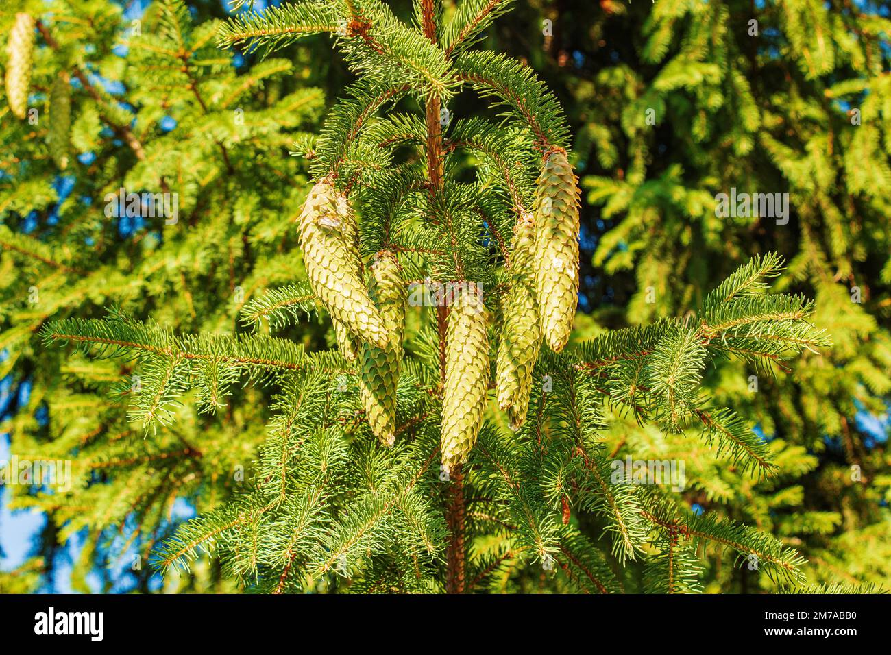 Fresh green cones of European spruce or Picea abies in Latin on the branches. Stock Photo