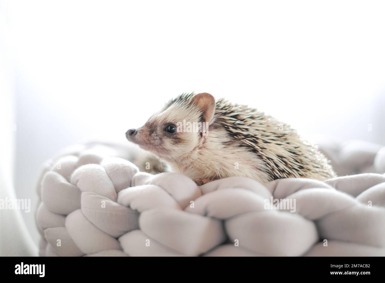 African pygmy hedgehog.Accessories and houses for hedgehogs. Pets.prickly pet.Hedgehog in a gray wicker bed Stock Photo Alamy