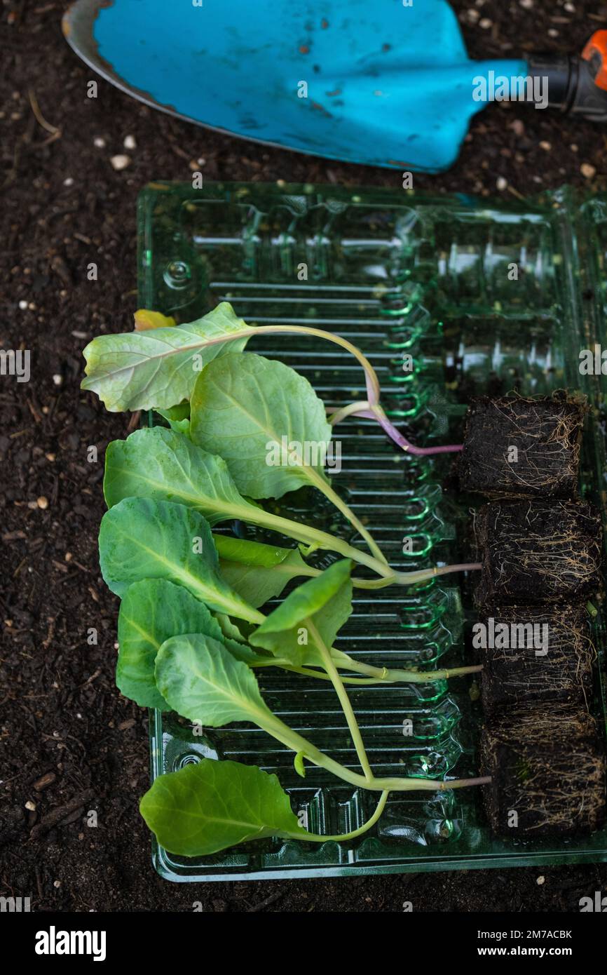 Gardening and agriculture.Romaine lettuce seedlings and blue garden scoop, lettuce seedlings with rhizomes on the ground. Lettuce plant on the ground Stock Photo