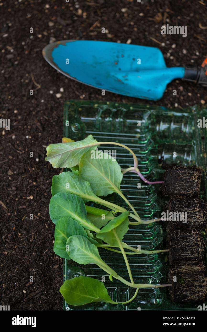 Gardening and agriculture.Romaine lettuce seedlings and blue garden scoop, lettuce seedlings row with rhizomes on the ground. Lettuce plant set on the Stock Photo
