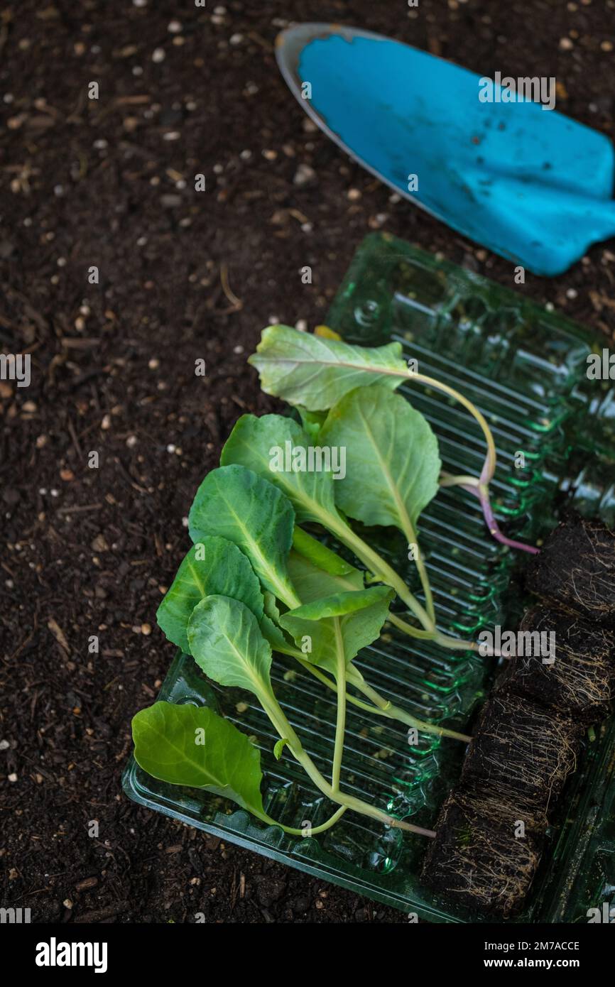 Growing bio vegetables in garden.Romaine lettuce seedlings and blue garden scoop on the ground. Lettuce plant set on the ground  Stock Photo
