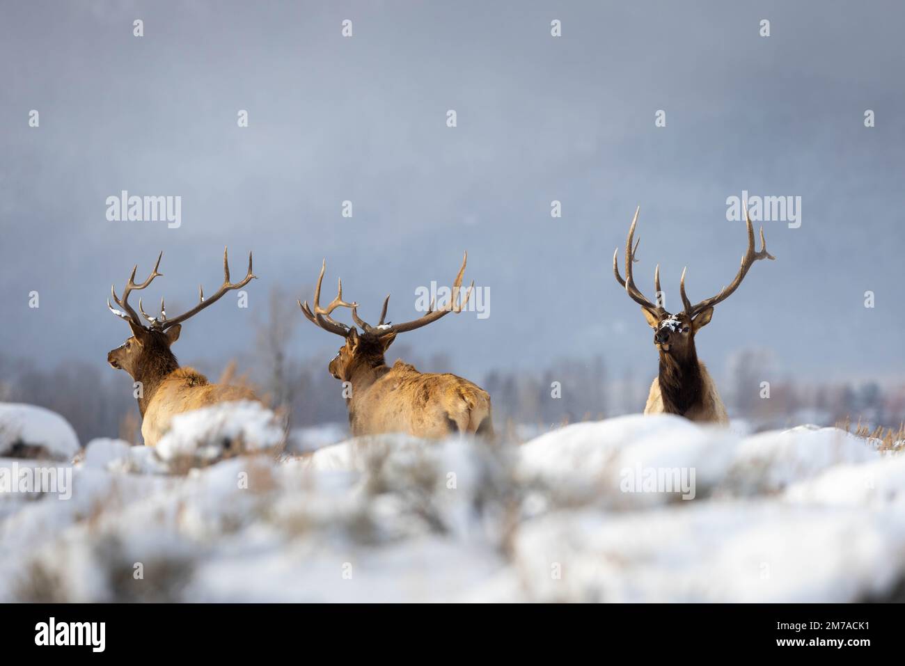 A trio of bull elk standing above a snowy rise below the Teton Mountains. Grand Teton National Park, Wyoming Stock Photo