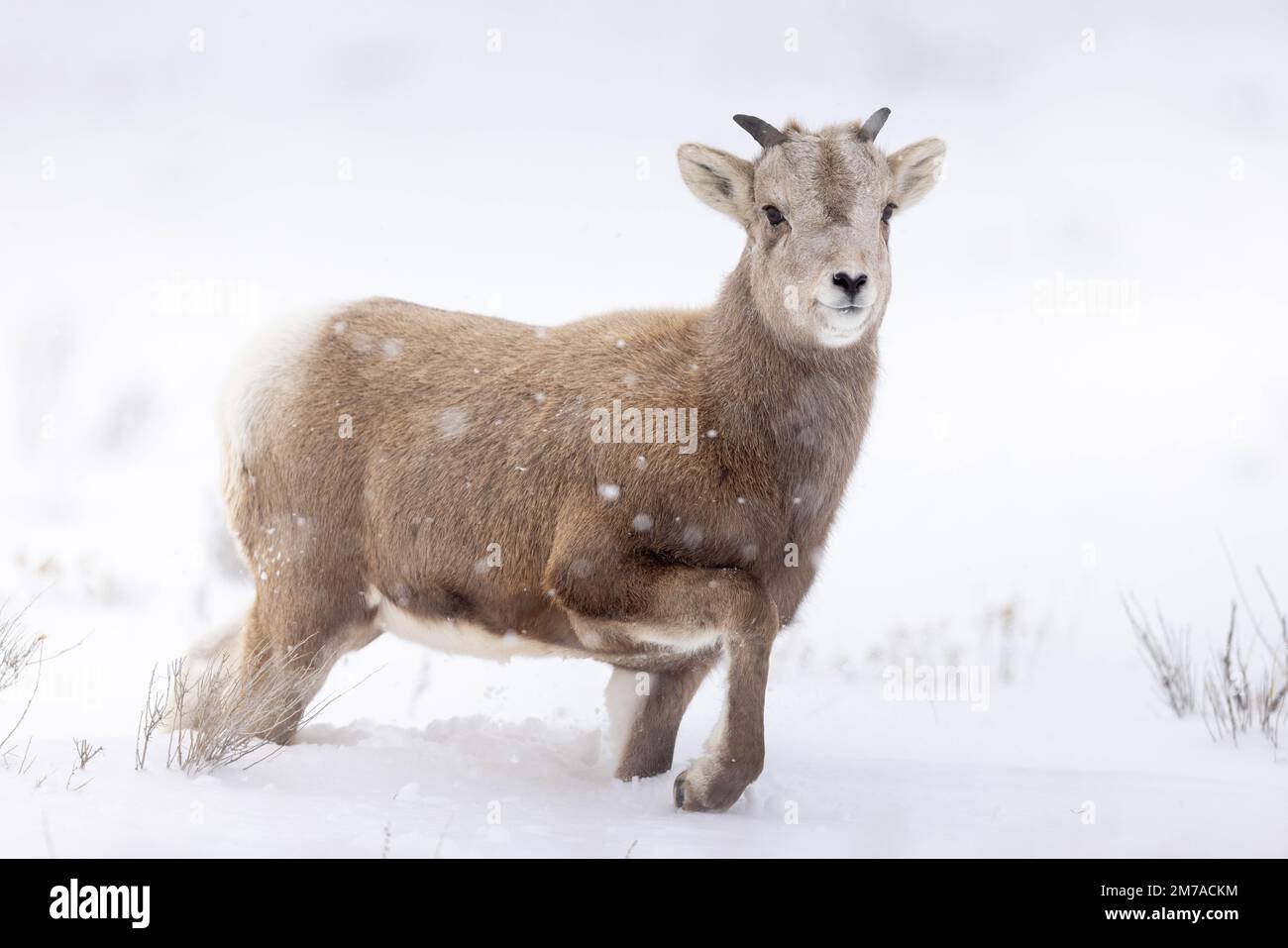 A bighorn sheep lamb casually walking through thick snow. National Elk Refuge, Wyoming Stock Photo