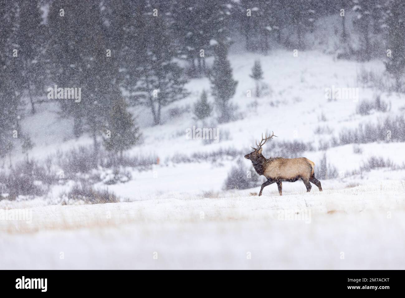 A bull elk walking through a heavy snowfall on top of a small hill. National Elk Refuge, Wyoming Stock Photo