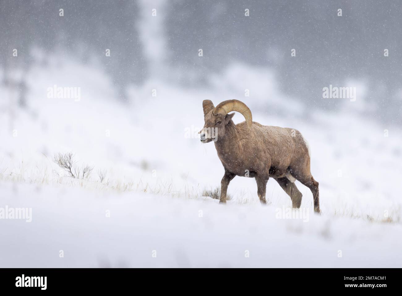 A bighorn sheep climbing up a small hill during a snow shower. National Elk Refuge, Wyoming Stock Photo