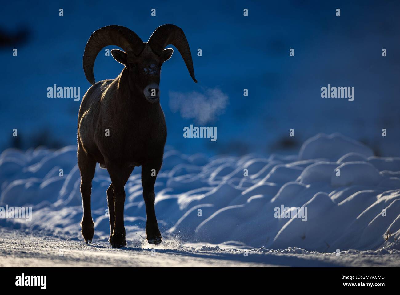 A backlit bighorn sheep ram exhaling on a snowy dirt road. National Elk Refuge, Wyoming Stock Photo