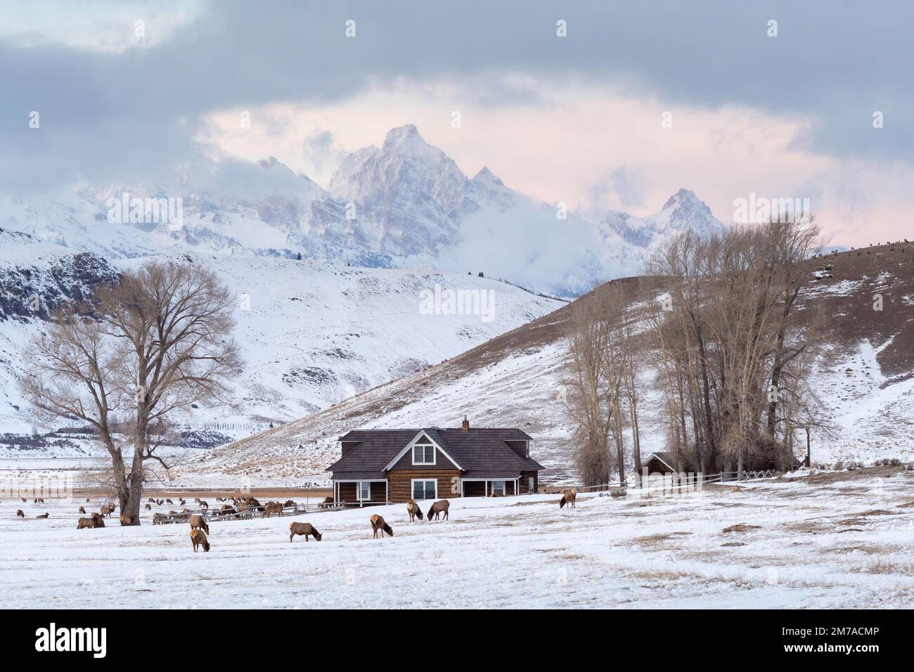 A herd of elk grazing around the historic Miller House below the Teton Mountains at sunset. National Elk Refuge, Wyoming Stock Photo