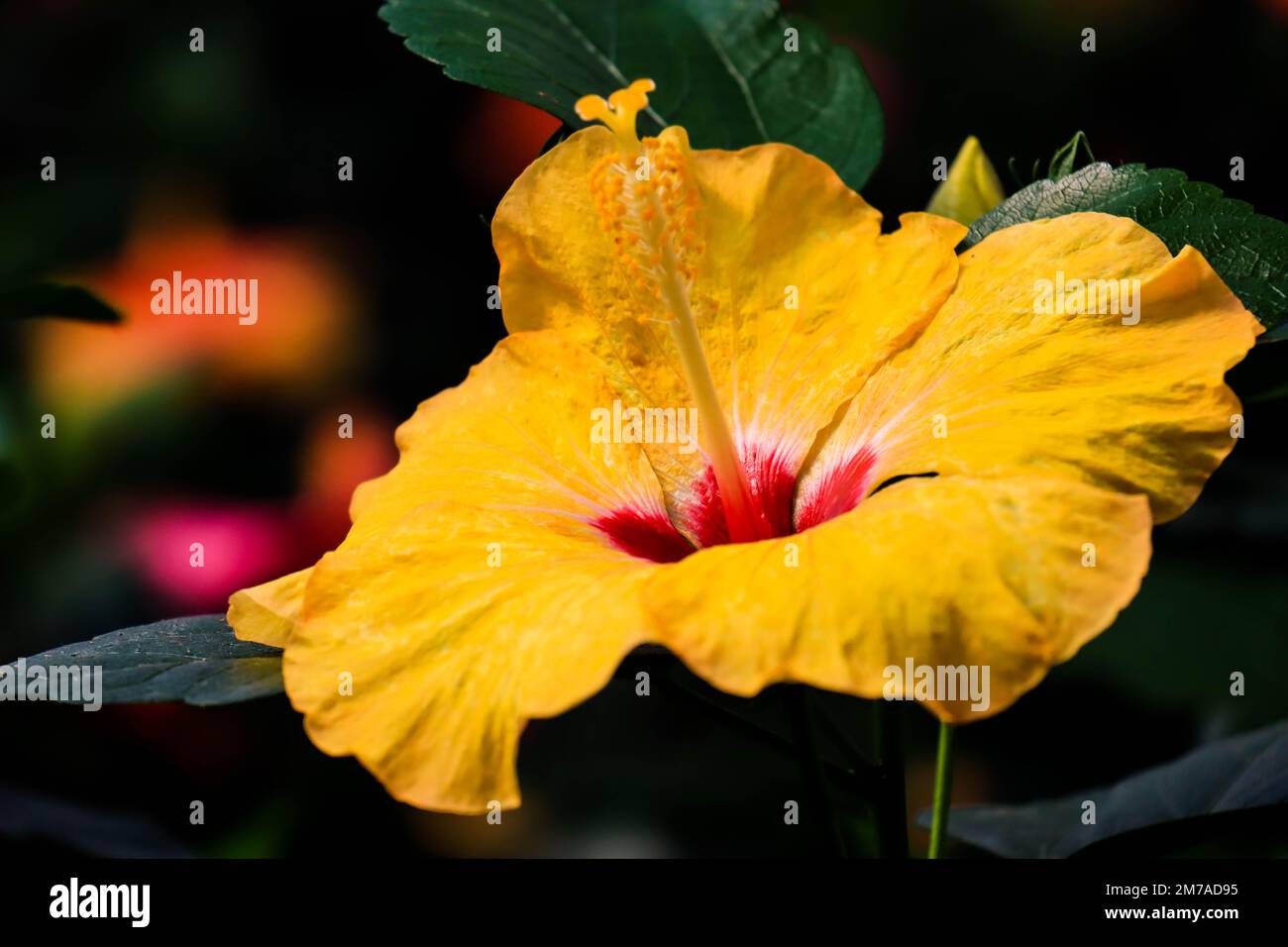 Hibiscus flower (Hibiscus rosa-sinensis L) is a shrub of the Malvaceae family originating from East Asia and widely grown as an ornamental plant in tr Stock Photo
