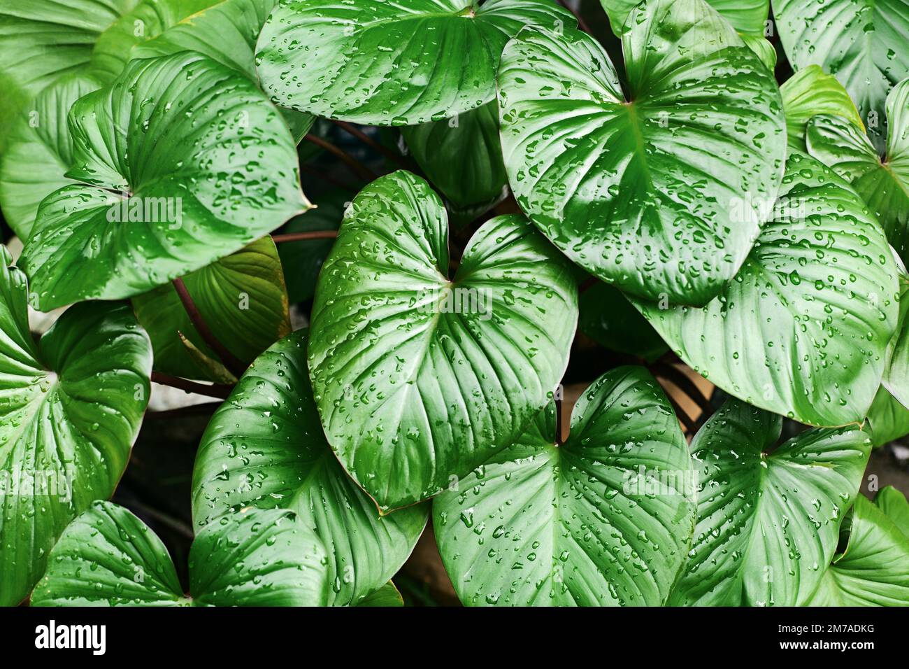 Philodendron dark green leaves water drops background, Homalomena