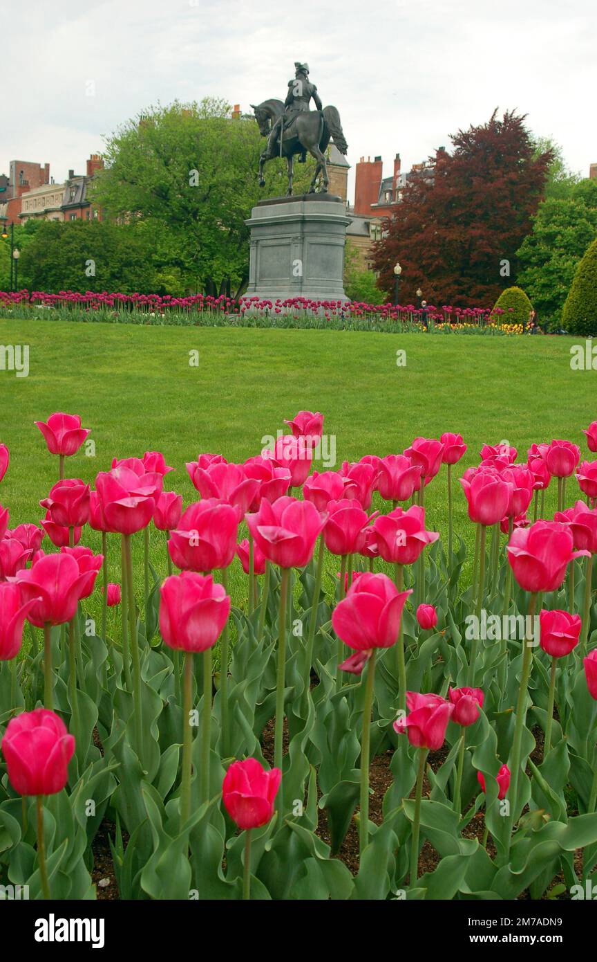 Tulips bloom in Boston’s Public Garden and surrounds a sculpture of George Washington on horseback in the spring Stock Photo