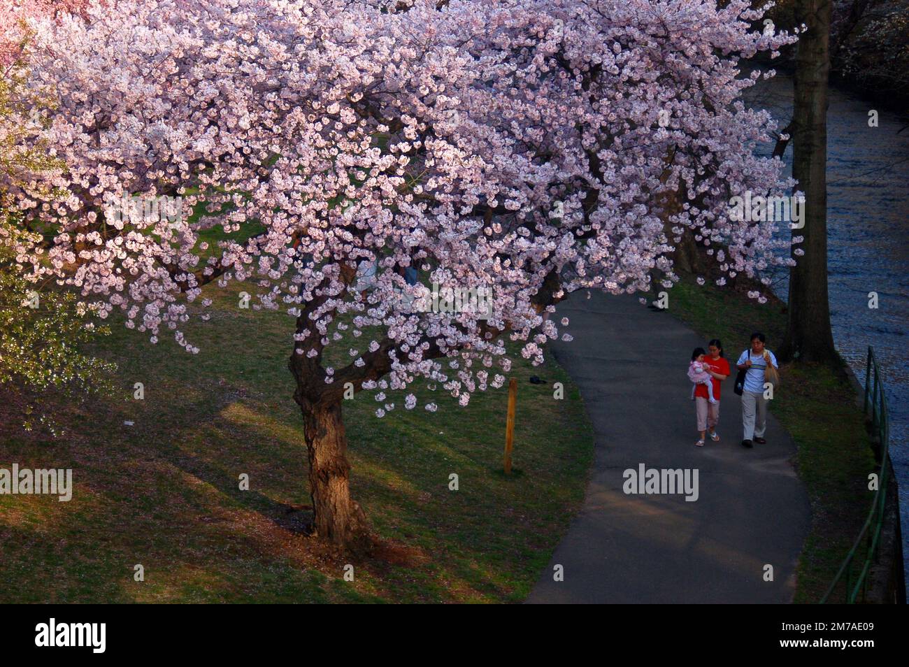 A family strolls under the blooming cherry blossom trees in Branch