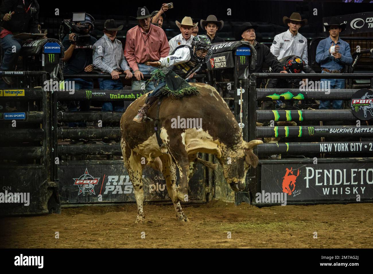 New York, NY - January 2, 2020: Staten Island Yankees mascot Scooter the  Holy Cow attends mechanical bull attends Professional Bull Riders launch of  season 2020 outside of Madison Square Garden Stock Photo - Alamy