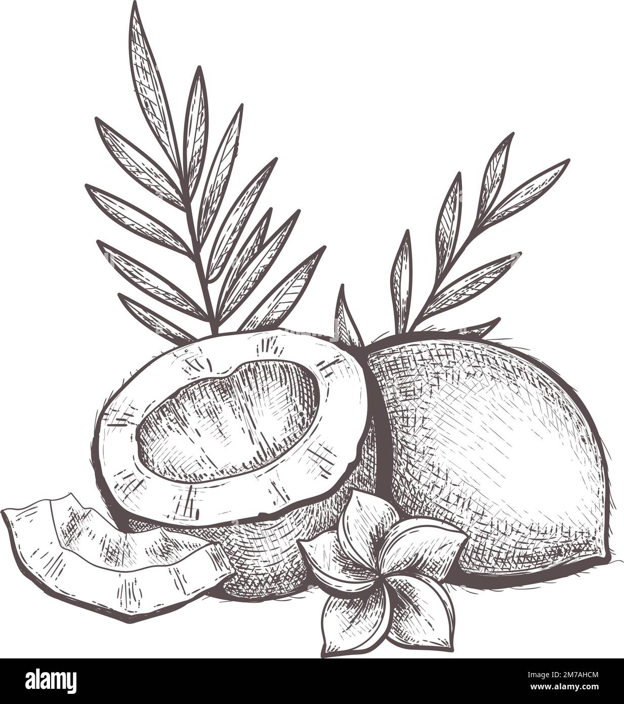 Retro coconut engraving Stock Vector Image & Art - Alamy