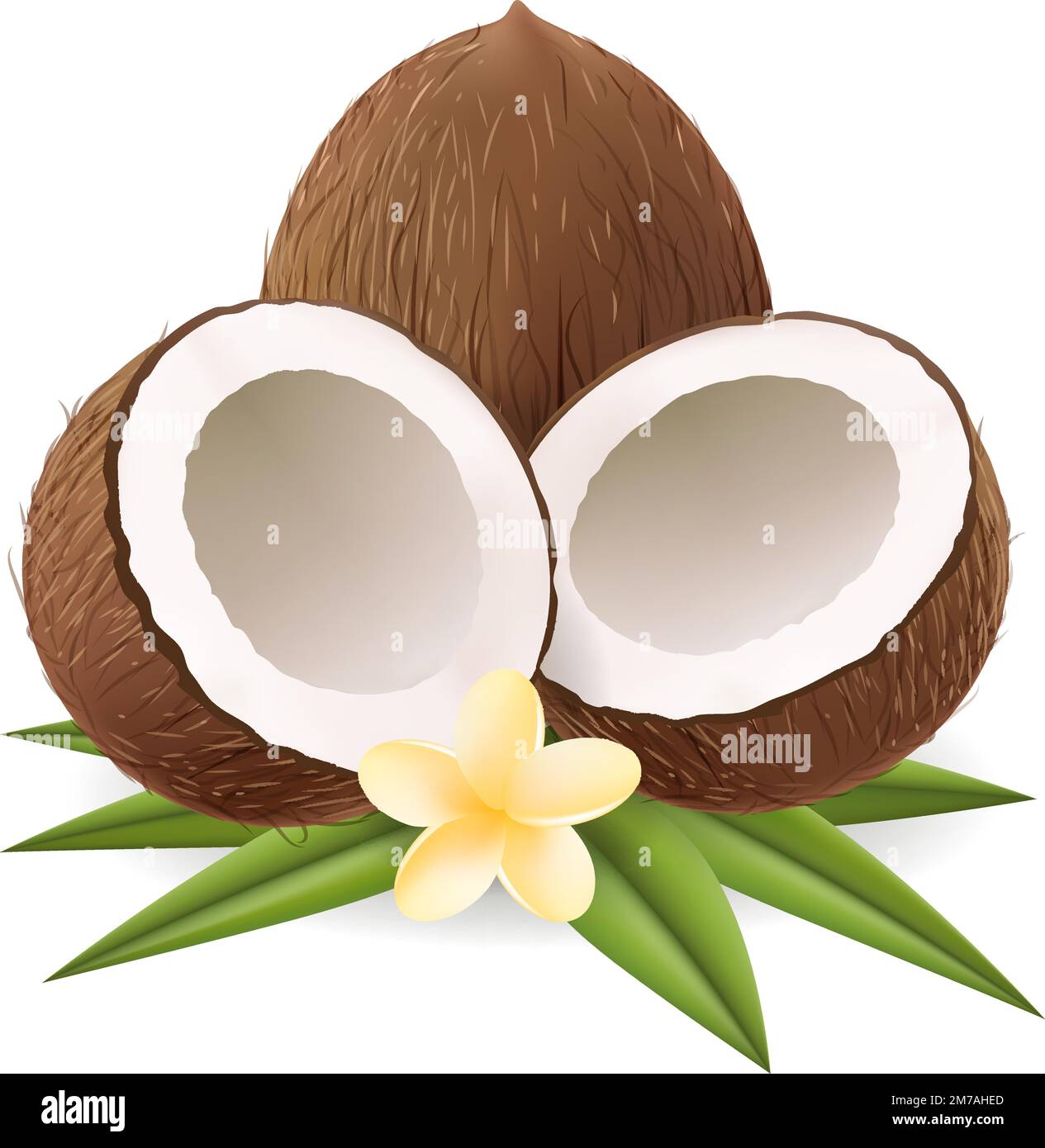 Realistic coconuts with leaves and flower Stock Vector