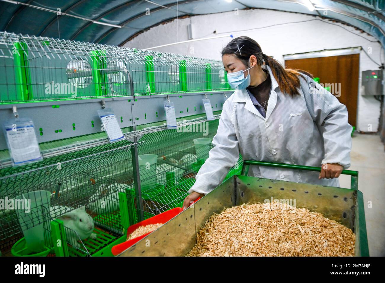 Rabbit cage hires stock photography and images Alamy