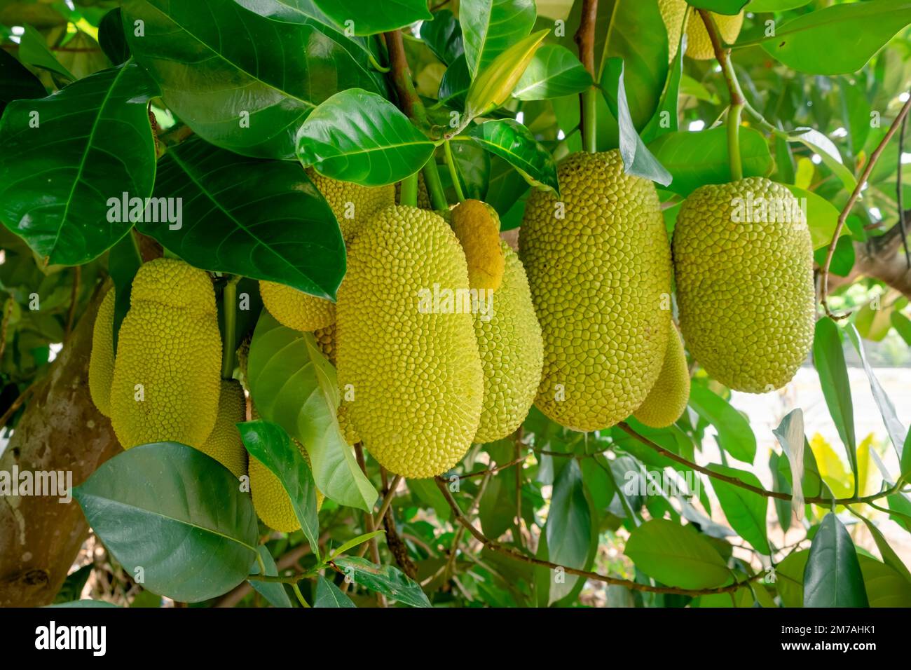 Cempedak artocarpus integer hi-res stock photography and images - Alamy