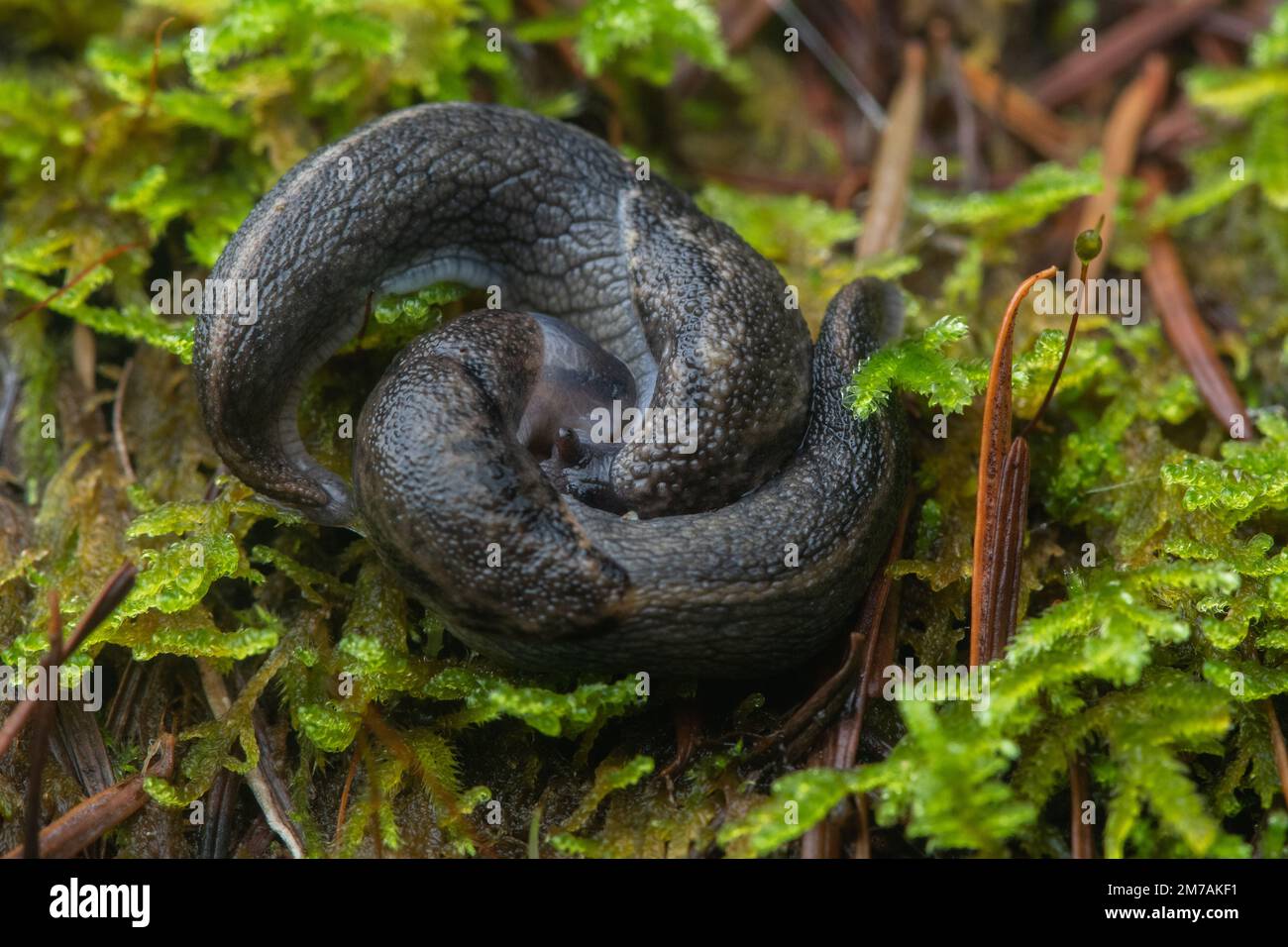A pair of mating slugs in Angelo coast range reserve in Mendocino county, Northern California, USA. Stock Photo
