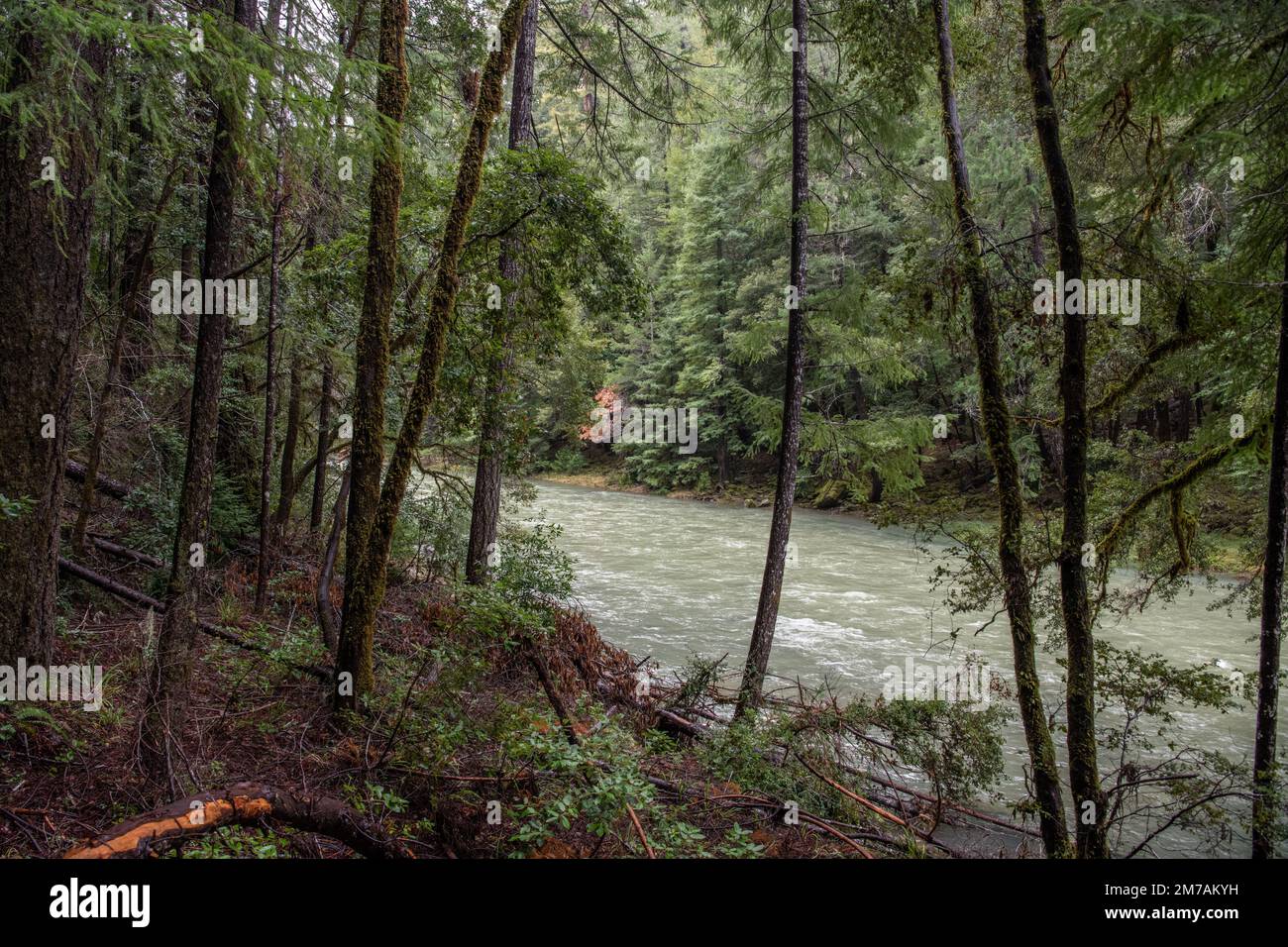 The South Fork of the Eel River in Mendocino county flows through lush