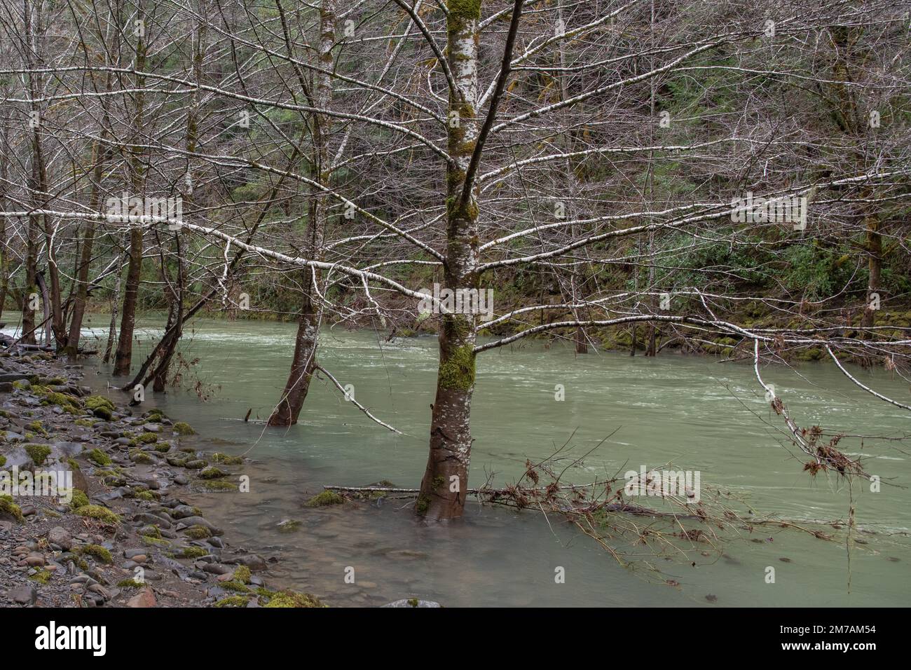 High water level in the Eel river in Mendocino county in Northern California, some trees