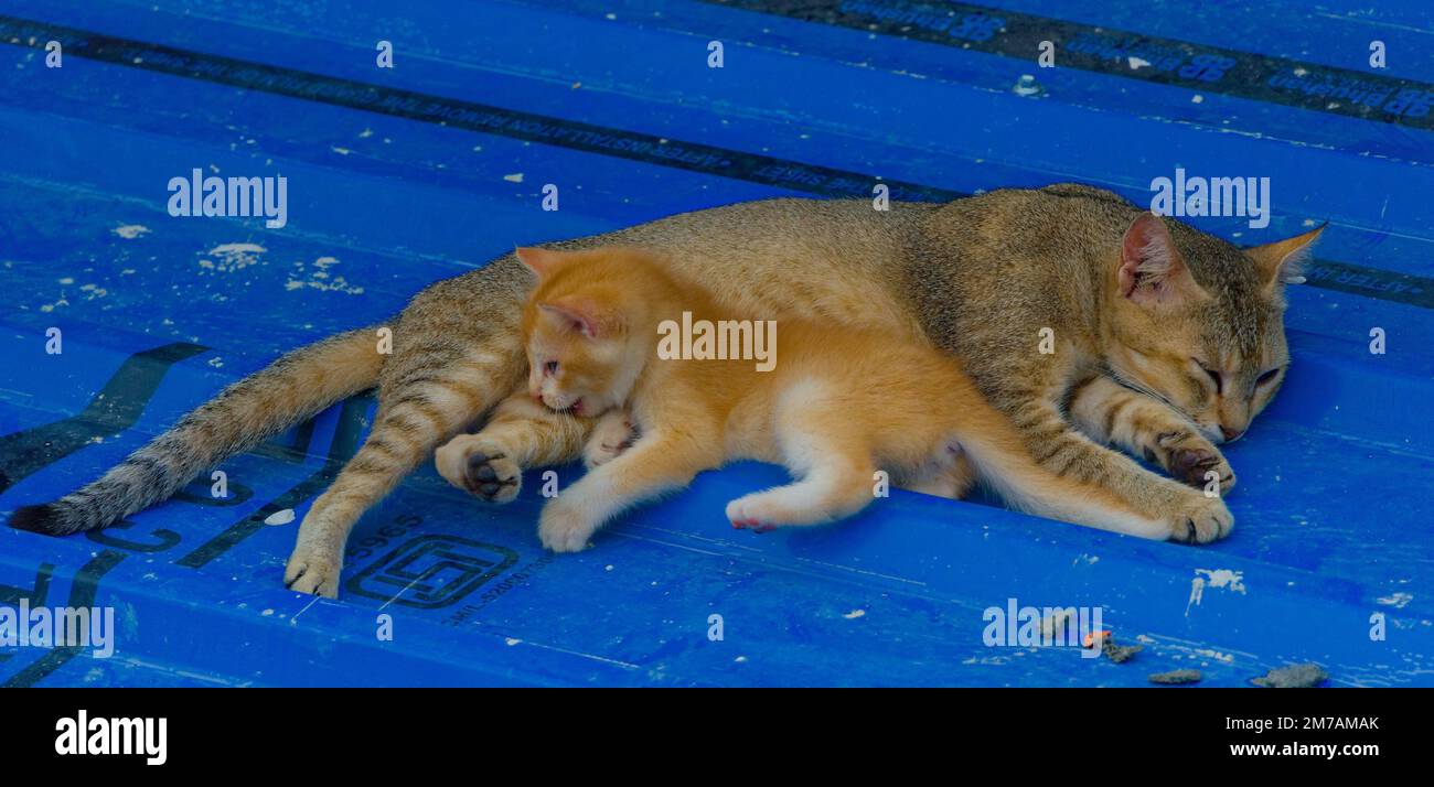 kitten playing with mother cat Stock Photo Alamy