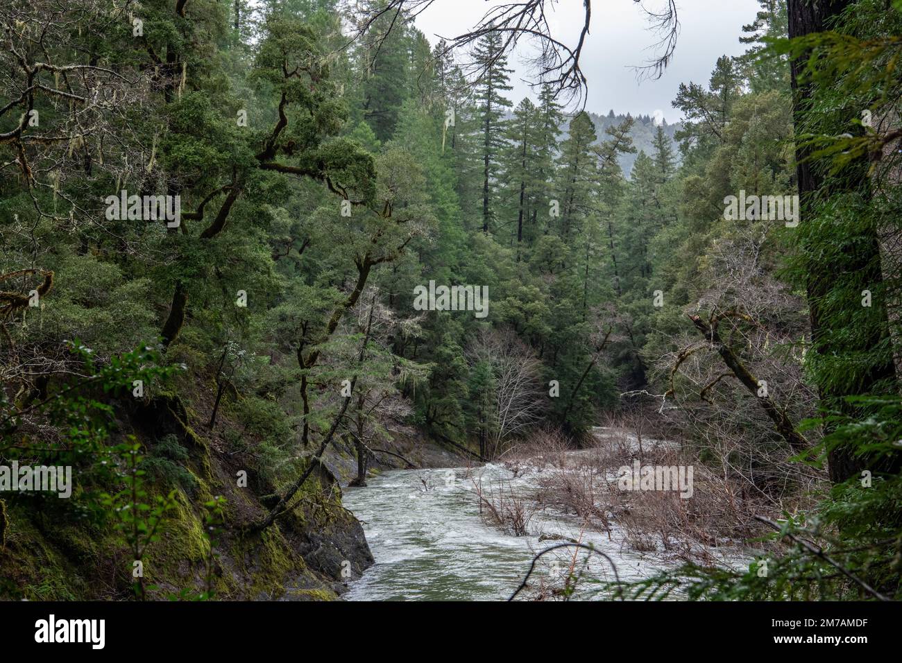 The South fork of the Eel river flows through beautiful forested hillsides in the North California wilderness in Mendocino county, USA. Stock Photo