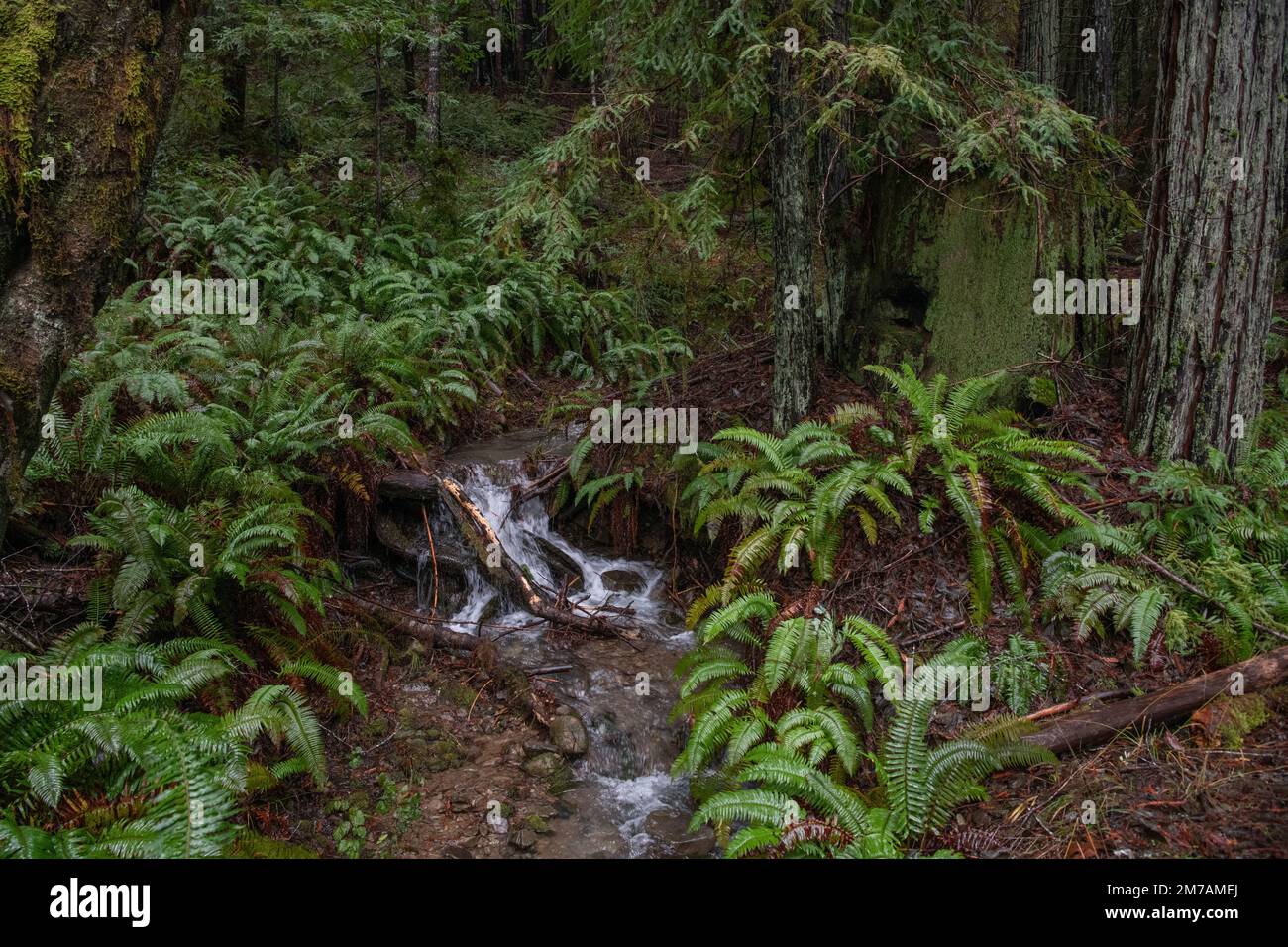 A small creek flowing amidst ferns in the understory of a redwood forest in Mendocino county, Northern California, USA. Stock Photo