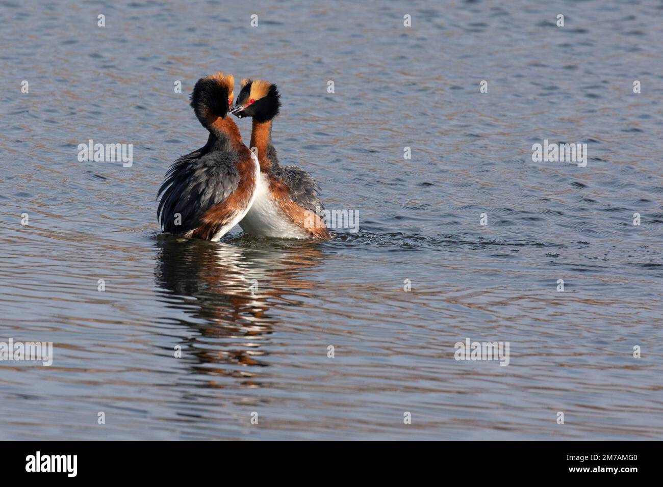 Horned grebes dancing in pair bonding ceremony, a courtship display performed by the birds in spring, Canada (Podiceps auritus) Stock Photo
