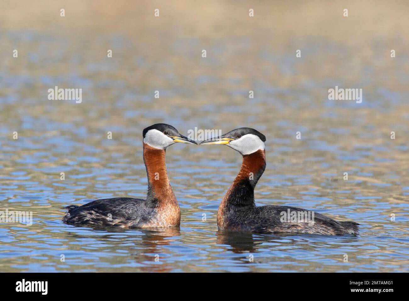 Red-necked Grebes pair bonding on a pond in spring, Calgary, Canada. Podiceps grisegena Stock Photo
