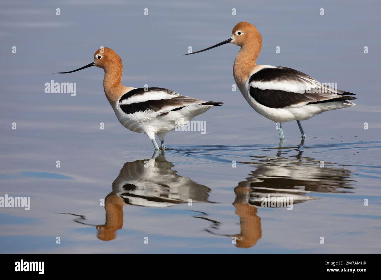 Pair of American Avocets wading in a slough, Alberta, Canada. Recurvirostra americana Stock Photo